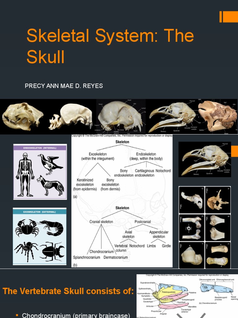 Axolotl Skull Anatomy Overview | PDF | Skull | Anatomy