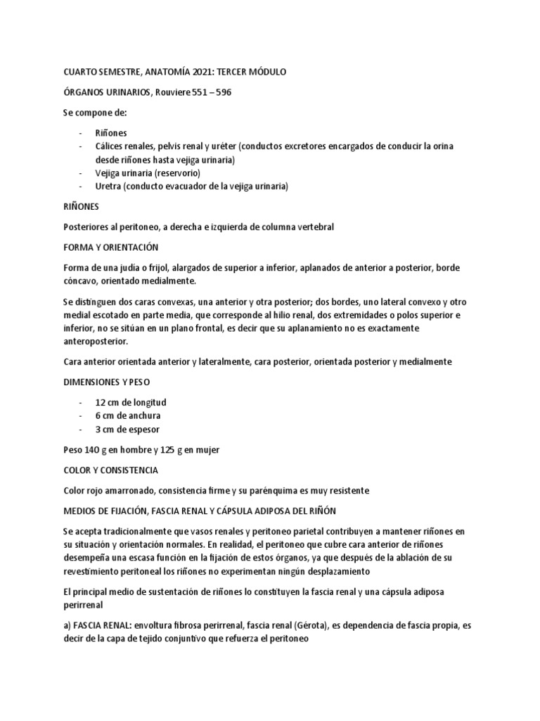 Anatomía y Relaciones del Riñón | PDF | Riñón | Intestino grueso