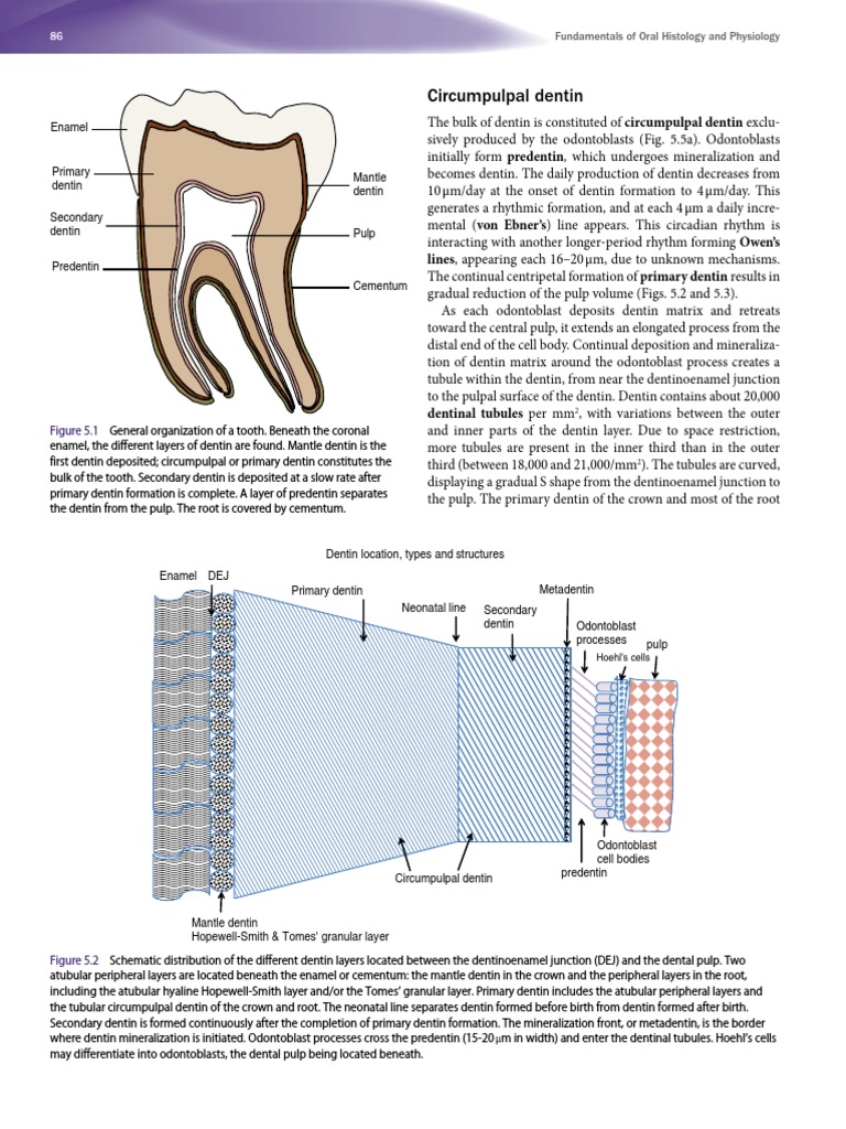 Understanding the Structure and Formation of Dentin A Comprehensive