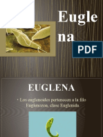 Euglena