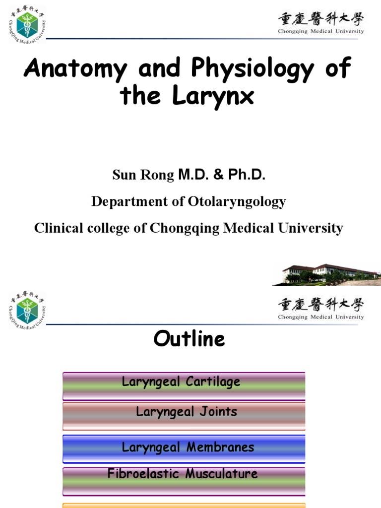 Larynx Anatomy and Physiology Overview | PDF | Larynx | Human Anatomy