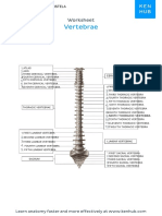 Anatomy of The Spine-MARIEL MARISTELA