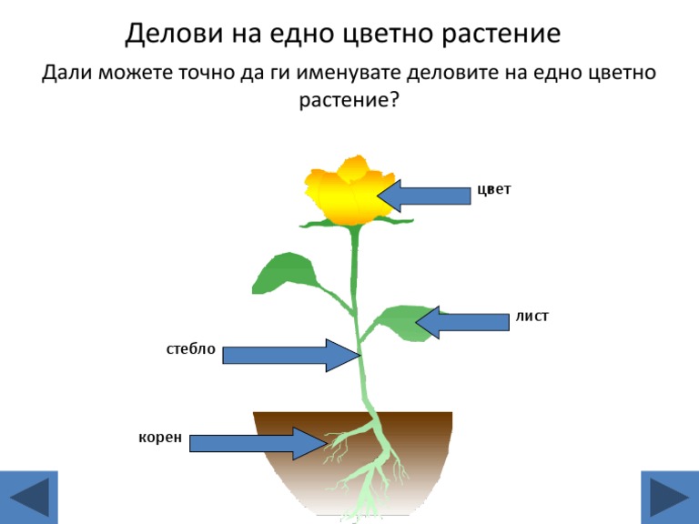 Делови на цветните растенија | PDF
