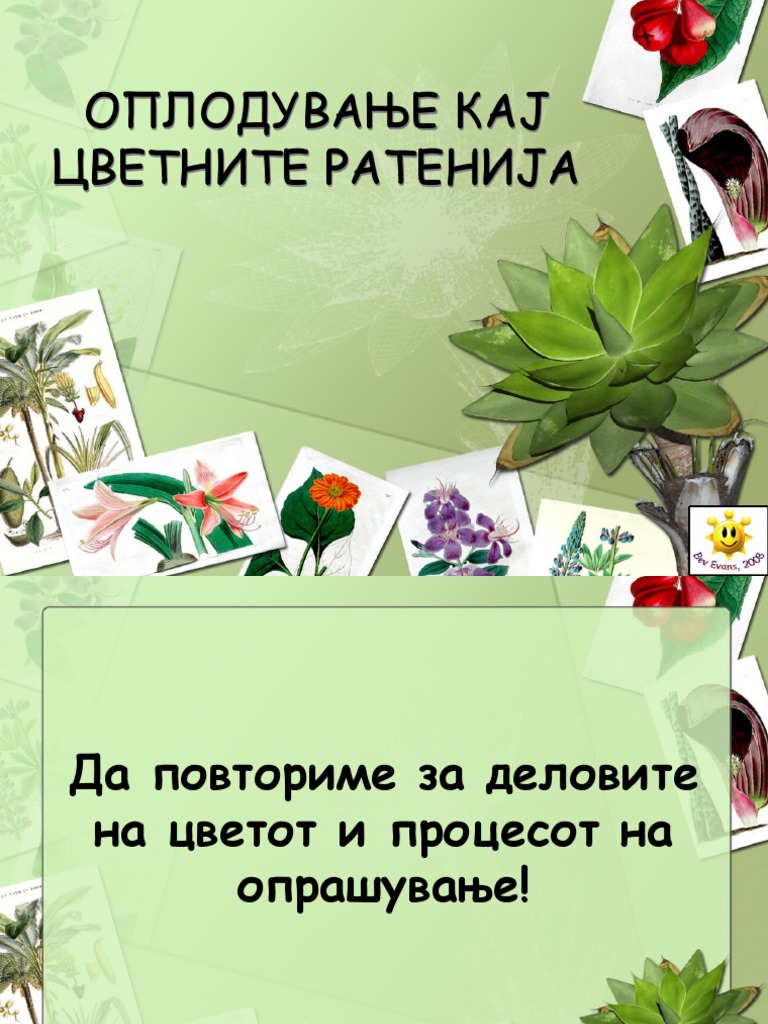 КАЈ ЦВЕТНИ РАСТЕНИЈА | PDF