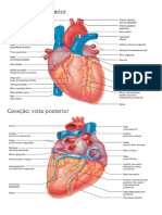 Valvas cardíacas, vasos sanguíneos e sistema linfático
