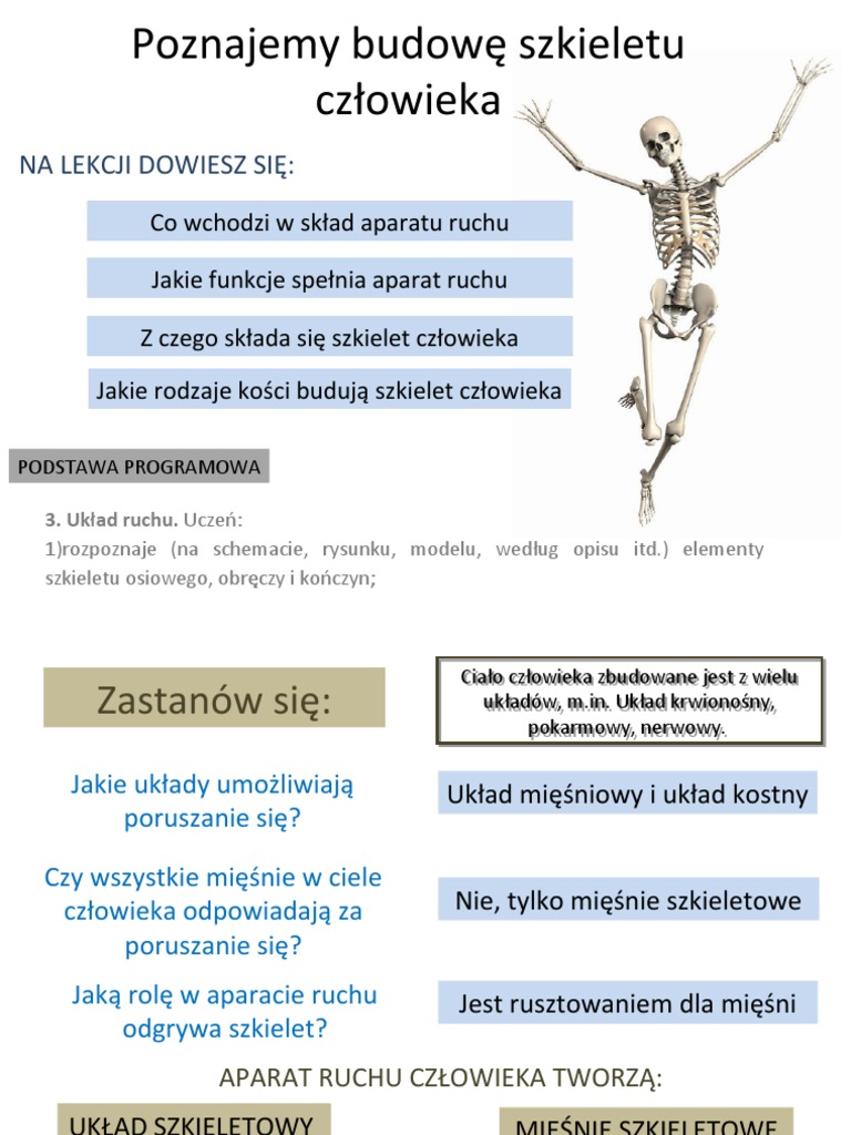 Co Wchodzi W Skład Szkieletu Osiowego