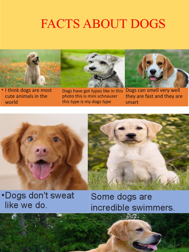 Facts About Dogs | PDF