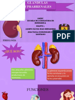 Glandulas Suprarrenales: Funciones y Trastornos