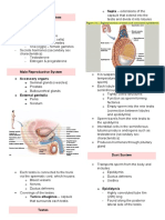 Reproductive System