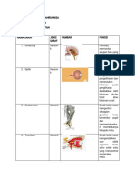 Patofisiologi