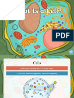 KS3 What Is A Cell