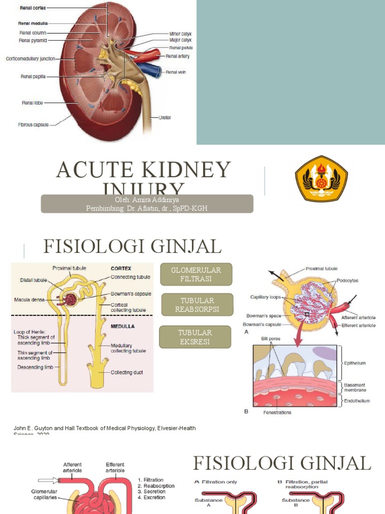 Panduan Lengkap Acute Kidney Injury | PDF