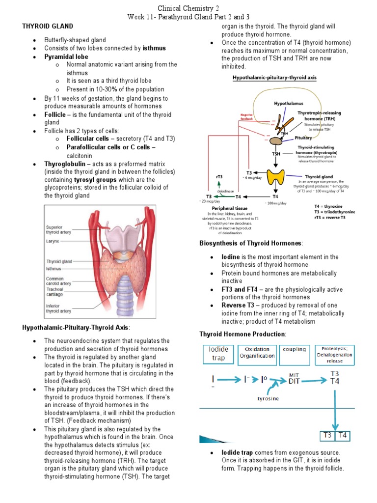 Thyroid Gland Overview and Disorders | PDF | Thyroid | Hypothyroidism
