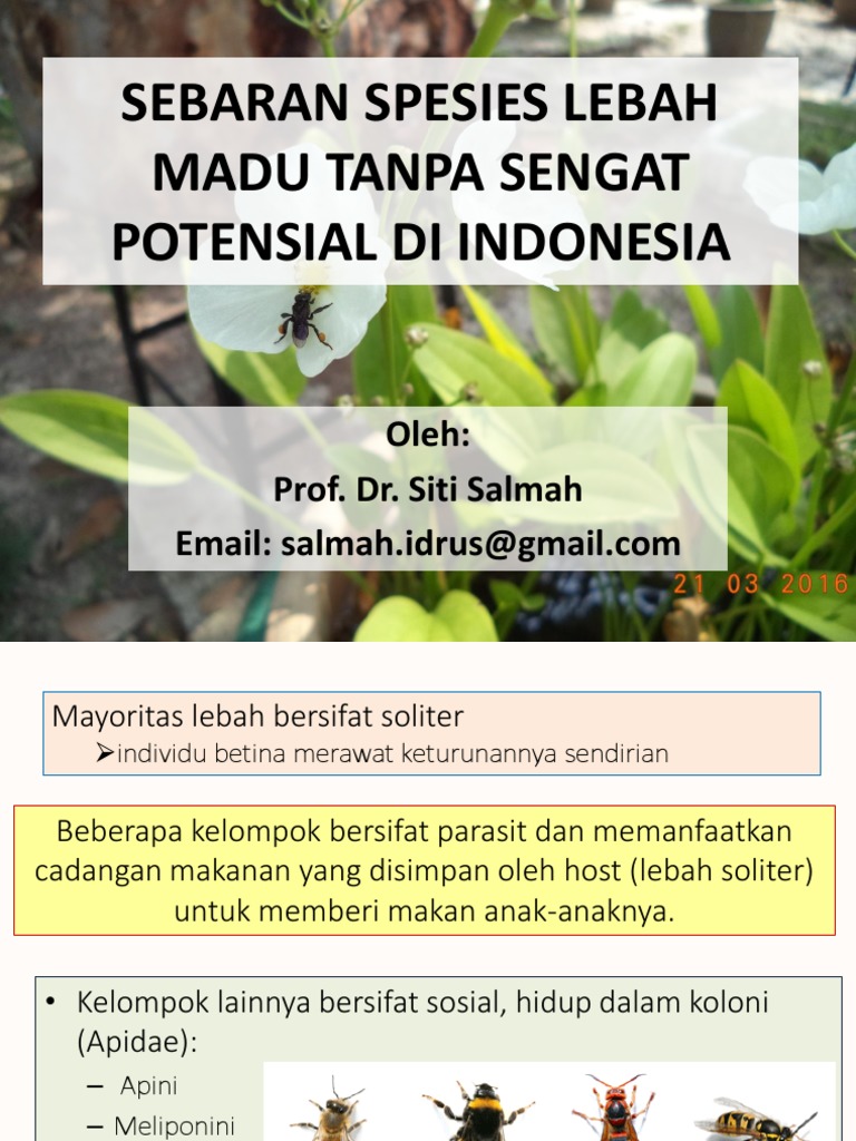 Sebaran Lebah Madu Tanpa Sengat di Indonesia | PDF