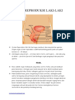 IX Sistem Reproduksi Laki Laki