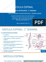 Medula Espinal: Practica Histologia: 1° Semana