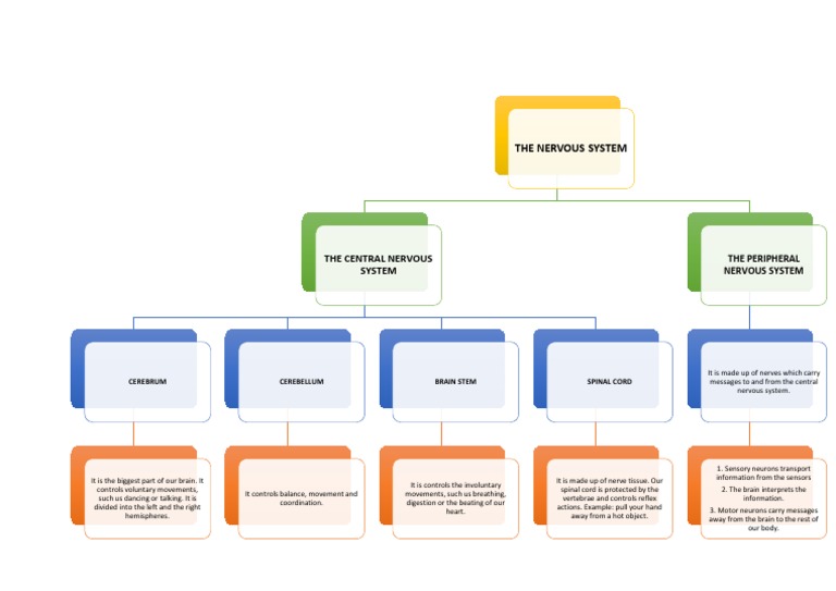 Nervous System Mind Map | PDF | Nervous System | Central Nervous System