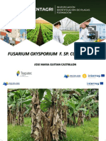 2 Fusarium-Oxysporium - JMaGuitian