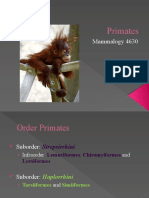 Primates: Mammalogy 4630