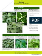 Indentification and Look-Alikes: Common Nettle or Stinging Nettle Key Characteristics Checklist