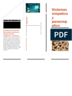 Sistemas simpatico y parasimpatico: funciones y diferencias en