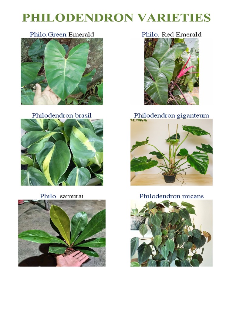 Philodendron Varieties Overview | PDF