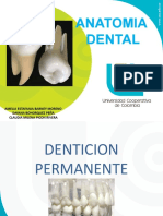 Morfologia Dental