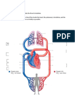 Blood Circulation Picture