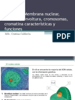 1 El Núcleo Envoltura Cromosomas Cromatina