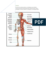 Anatomía Humana: Guía RCP Básica