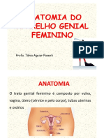 Anatomia dos órgãos genitais femininos