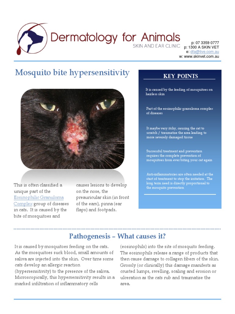 Mosquito Bite Hypersensitivity PDF Mosquito Inflammation