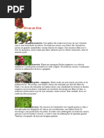 ervas de exu