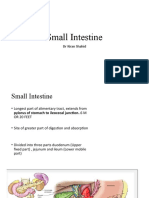 Small Intestine & Large Intestine (1) - 1