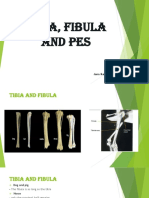 Tibia, Fibula and Pes