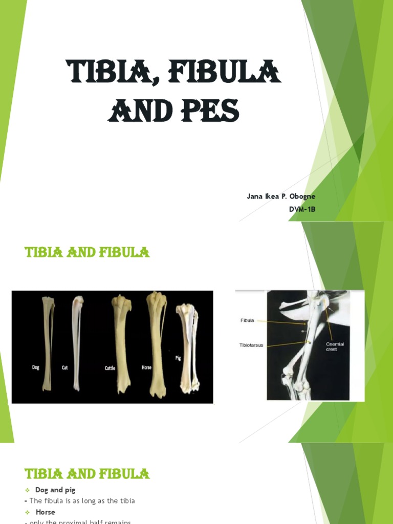Comparative Anatomy of Tibia, Fibula, and Pes | PDF