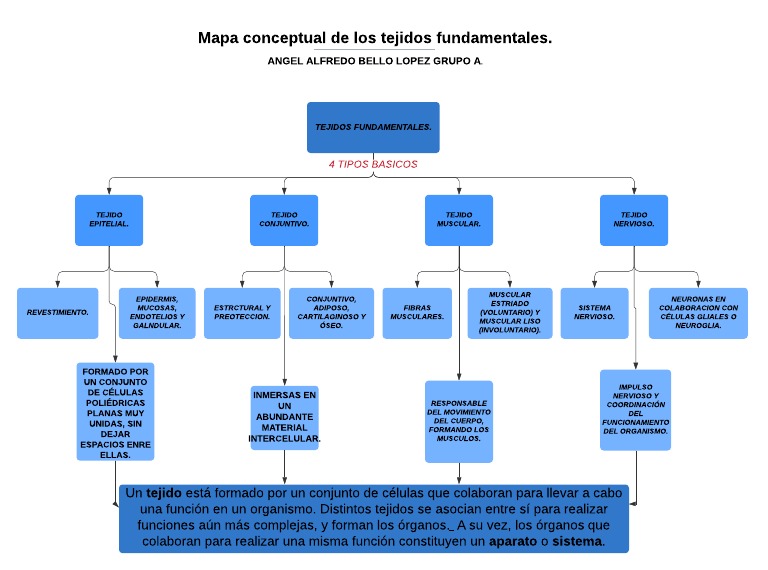 Mapa Conceptual de Los Tejidos Fundamentales. | PDF | Músculo | Tejido  (biología)