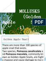 Mollusks - (Golden Apple Snai L)