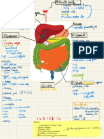 Digestion Diagram