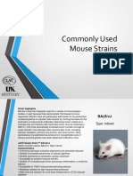 Commonly Used Mouse Strains Kentucky Uni