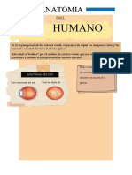 La Anatomia Del Ojo Humano