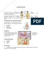 Sistema endocrino y sus glándulas principales