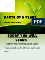 Parts of A Plant: Saint Denis School - 4 Grade