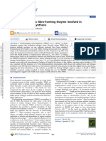 Caracterização de Uma Enzima de Formação de Nitrogênio Envolvida Na Biossíntese de Fosfazinomicina