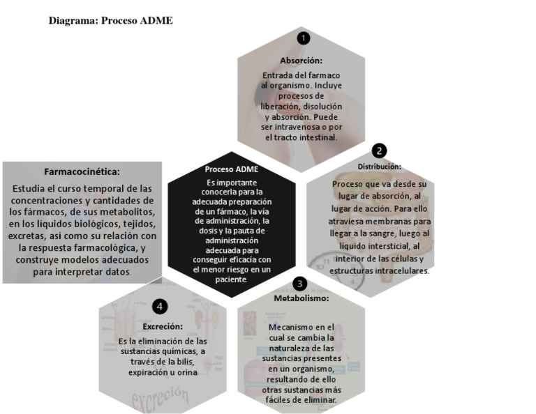 Proceso ADME en Farmacología | PDF | Bioquímica | Química