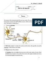 05 Nerve Muscle