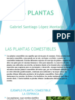 Las Plantas