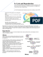 Cell Cycle, Reproduction, and Mitosis Explained