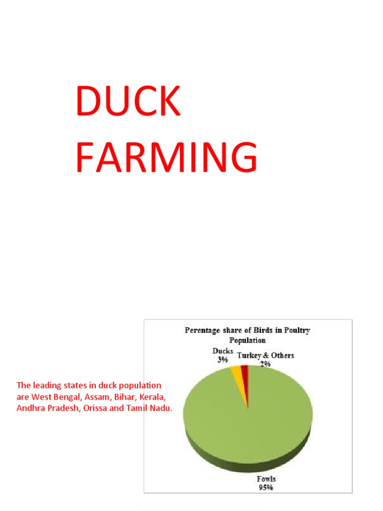 An Overview of Duck Farming Practices: Housing, Breeding, Feeding and