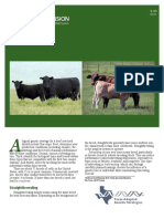 Breeding: Texas Adapted Genetic Strategies For Beef Cattle IV